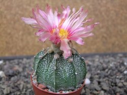Astrophytum niveum X red flower akabana květináč 5,5 cm - 12413258