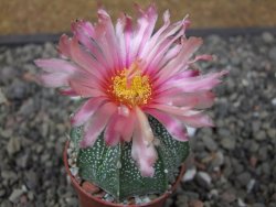 Astrophytum niveum X red flower akabana květináč 5,5 cm - 12413259