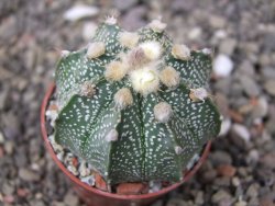 Astrophytum niveum X red flower akabana květináč 5,5 cm - 12413260