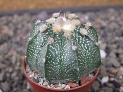 Astrophytum niveum X red flower akabana květináč 5,5 cm - 12413261