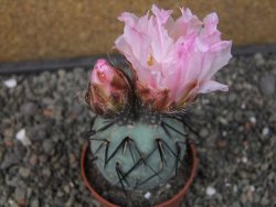 Tephrocactus geometricus pot 6,5 cm - 12413263