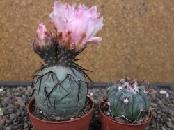 Tephrocactus geometricus pot 6,5 cm - 12413266
