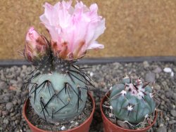 Tephrocactus geometricus pot 6,5 cm - 12413267