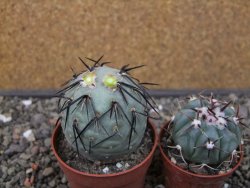 Tephrocactus geometricus pot 6,5 cm - 12413268