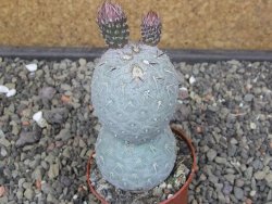 Tephrocactus geometricus pot 6,5 cm - 12413271