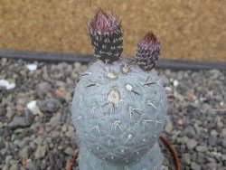 Tephrocactus geometricus pot 6,5 cm - 12413272