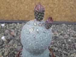 Tephrocactus geometricus pot 6,5 cm - 12413273