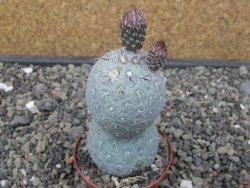 Tephrocactus geometricus pot 6,5 cm - 12413274