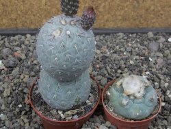 Tephrocactus geometricus pot 6,5 cm - 12413275