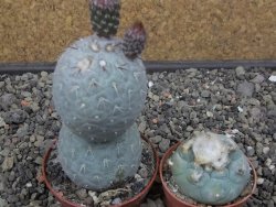 Tephrocactus geometricus pot 6,5 cm - 12413276