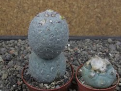 Tephrocactus geometricus pot 6,5 cm - 12413277