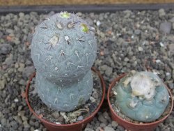 Tephrocactus geometricus pot 6,5 cm - 12413278