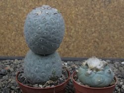 Tephrocactus geometricus pot 6,5 cm - 12413279