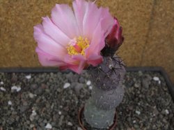 Tephrocactus geometricus květináč 5,5 cm - 12413280