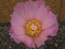 Tephrocactus geometricus květináč 5,5 cm - 12413282