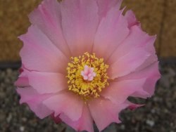 Tephrocactus geometricus květináč 5,5 cm - 12413283