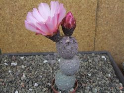 Tephrocactus geometricus květináč 5,5 cm - 12413284