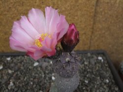 Tephrocactus geometricus květináč 5,5 cm - 12413285