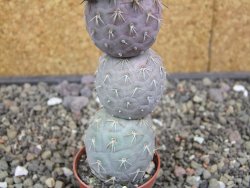 Tephrocactus geometricus květináč 5,5 cm - 12413286