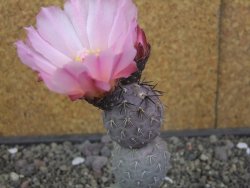Tephrocactus geometricus květináč 5,5 cm - 12413287