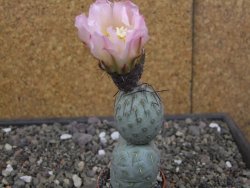 Tephrocactus geometricus květináč 5,5 cm - 12413291