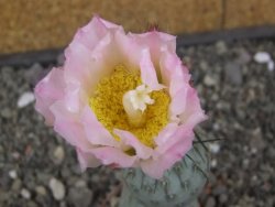 Tephrocactus geometricus květináč 5,5 cm - 12413292
