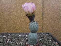 Tephrocactus geometricus květináč 5,5 cm - 12413293