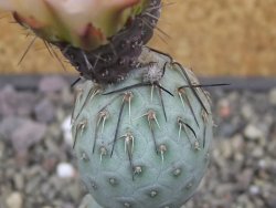 Tephrocactus geometricus květináč 5,5 cm - 12413294