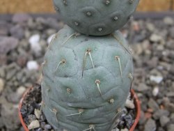 Tephrocactus geometricus květináč 5,5 cm - 12413295