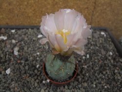 Tephrocactus geometricus květináč 5,5 cm - 12413296