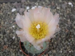 Tephrocactus geometricus květináč 5,5 cm - 12413297