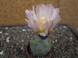 Tephrocactus geometricus květináč 5,5 cm