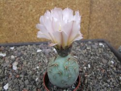 Tephrocactus geometricus květináč 5,5 cm - 12413299