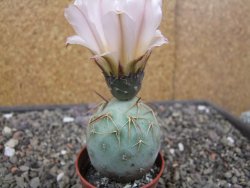 Tephrocactus geometricus květináč 5,5 cm - 12413300