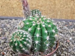 Echinopsis hybrid pot 7 cm - 12413302
