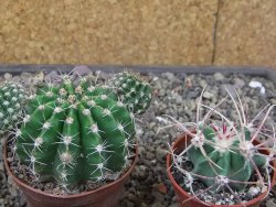 Echinopsis hybrid pot 7 cm - 12413303