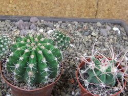 Echinopsis hybrid pot 7 cm - 12413304