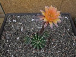 Echinopsis hybrid pot 7 cm - 12413305