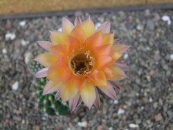 Echinopsis hybrid pot 7 cm - 12413306