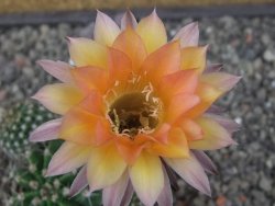 Echinopsis hybrid pot 7 cm