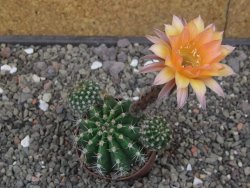 Echinopsis hybrid pot 7 cm - 12413308