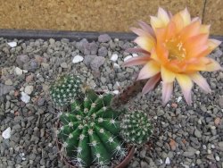 Echinopsis hybrid pot 7 cm - 12413309