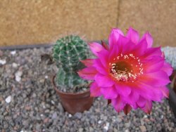 Echinopsis hybrid pot 7 cm - 12413310