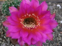 Echinopsis hybrid pot 7 cm