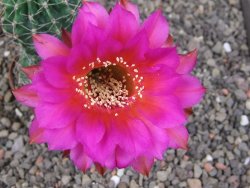 Echinopsis hybrid pot 7 cm - 12413312