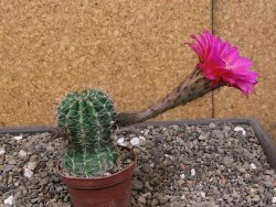 Echinopsis hybrid pot 7 cm - 12413313