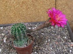 Echinopsis hybrid pot 7 cm - 12413314