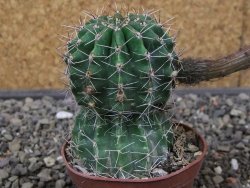 Echinopsis hybrid pot 7 cm - 12413315