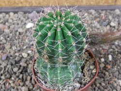 Echinopsis hybrid pot 7 cm - 12413316