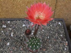 Echinopsis hybrid pot 5,5 cm - 12413317